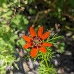 Adonis aestivalis Fleur