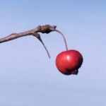 Crataegus laciniata Frucht