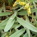 Pectis prostrata Hoja