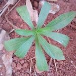 Solidago chilensis Feuille