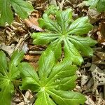 Podophyllum peltatum Fulla