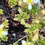 Saxifraga exarata Hoja