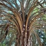 Butia yatay Schors