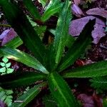 Eryngium foetidum Hoja