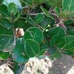 Myrcia guianensis Hoja
