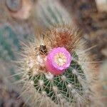 Cleistocactus variispinus