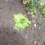 Lactuca sativa Leaf