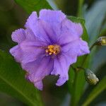 Solanum nudum Flower