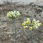 Asclepias subulata Virág