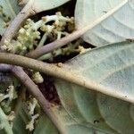 Tetrorchidium euryphyllum その他の提案