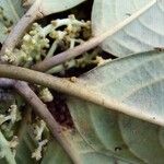 Tetrorchidium euryphyllum Mosusu