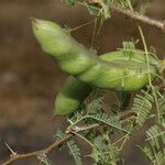 Vachellia farnesiana Плод