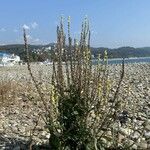 Verbascum speciosum Hábitos