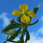 Ludwigia octovalvis Plante entière