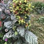 Nicotiana rustica Blad