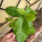 Beaumontia grandiflora Leaf