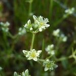 Scleranthus perennis Blomst