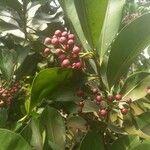 Ardisia elliptica Frucht