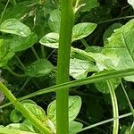 Linaria maroccana Bark