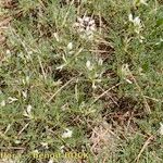 Astragalus greuteri Habitus