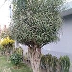 Acacia confusa Kaarna