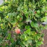 Carissa macrocarpa Fruit