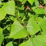 Erythrina caffra Hoja