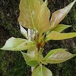 Populus balsamifera Лист