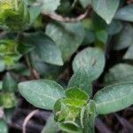 Blechum pyramidatum Leaf