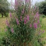 Stachys palustrisFlower