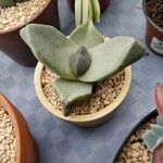 Pleiospilos simulans Hoja