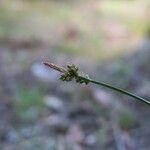 Carex pilulifera Çiçek