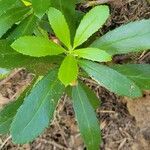 Chimaphila umbellata Hoja