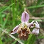 Ophrys apifera പുഷ്പം