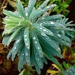 Euphorbia characias Fuelha