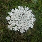 Daucus carota Flower