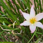 Zephyranthes roseaLorea