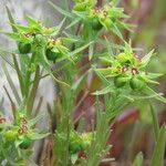Euphorbia sulcata Other