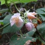 Dombeya burgessiae Blad