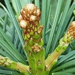 Sciadopitys verticillata Fula