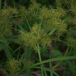 Cyperus odoratus Květ