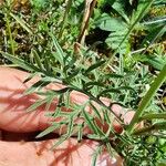 Scabiosa triandra Leaf