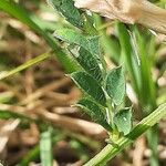 Vicia lutea Blatt