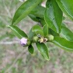 Brunfelsia paucifloraКвітка