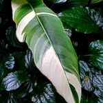 Heliconia metallica Leaf