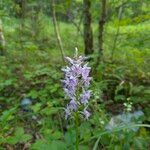 Dactylorhiza fuchsii Fula