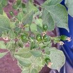 Capsicum baccatum Fruit