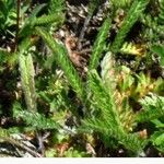 Diphasiastrum alpinum Likasa