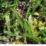 Lycopodium alpinum Blad