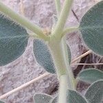 Euphorbia petiolata Écorce
